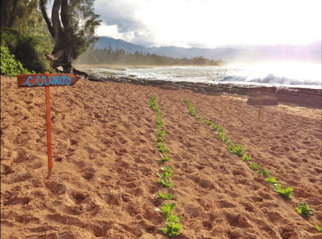 Papailoa Beach Wedding